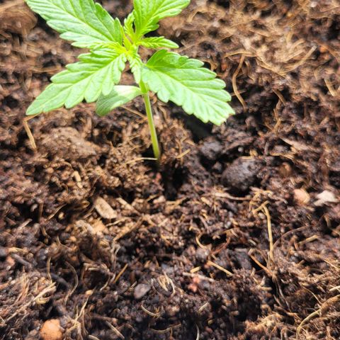 Royal Critical  growlog timeline photo