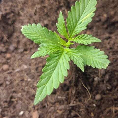 Royal Critical  growlog timeline photo