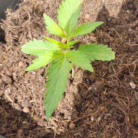 Royal Critical  growlog timeline photo