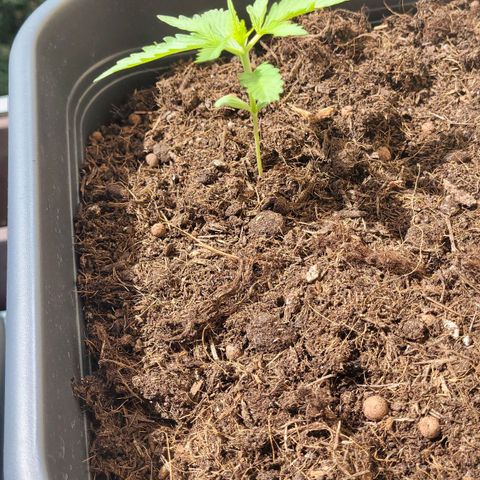 Royal Critical  growlog timeline photo
