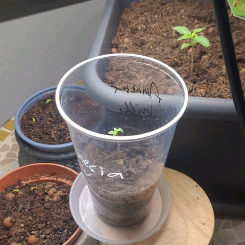 Amnesia Haze Auto 🚗  growlog timeline photo