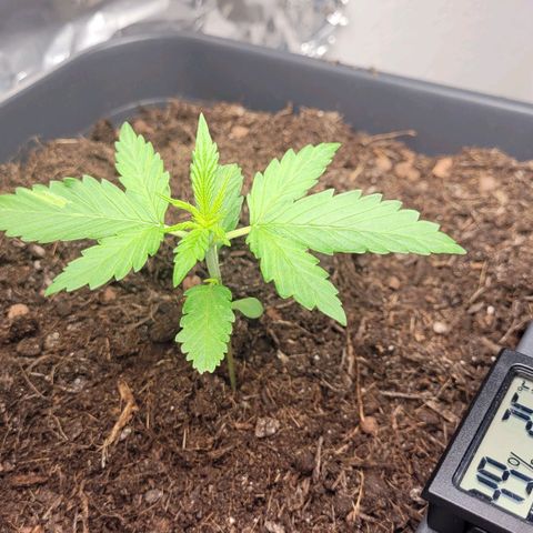 Royal Critical  growlog timeline photo