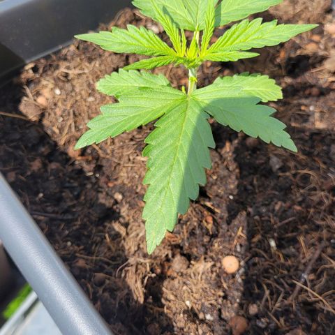 Royal Critical  growlog timeline photo