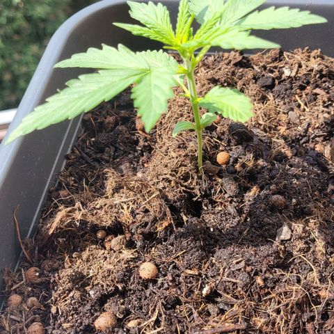 Royal Critical  growlog timeline photo