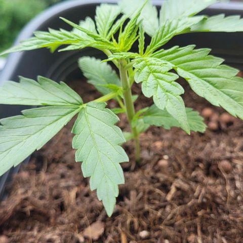 Royal Critical  growlog timeline photo