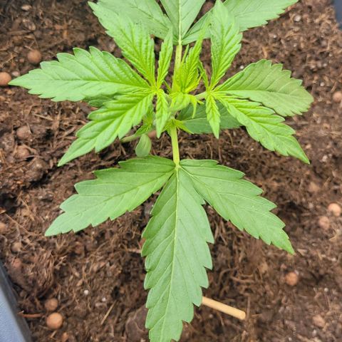 Royal Critical  growlog timeline photo