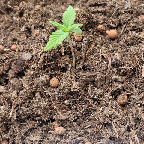 Amnesia Haze Auto 🚗  growlog timeline photo