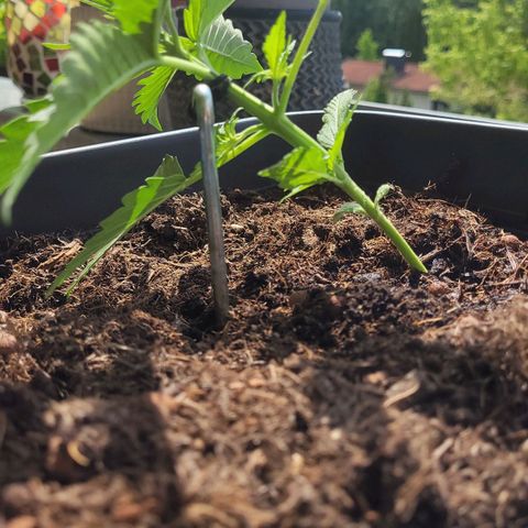 Royal Critical  growlog timeline photo