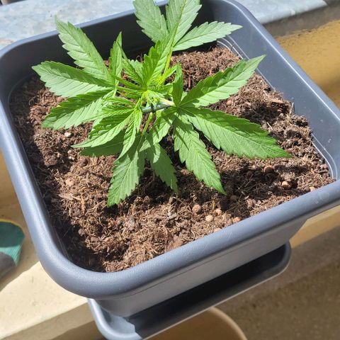 Royal Critical  growlog timeline photo