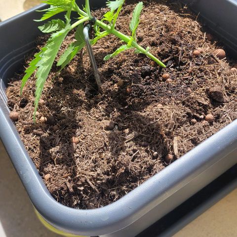 Royal Critical  growlog timeline photo