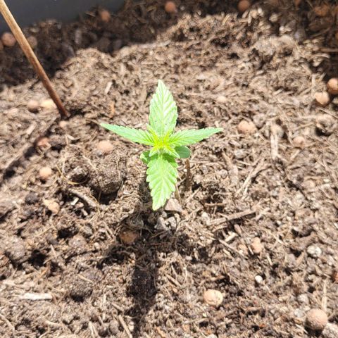 Amnesia Haze Auto 🚗  growlog timeline photo