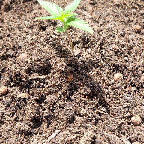 Amnesia Haze Auto 🚗  growlog timeline photo