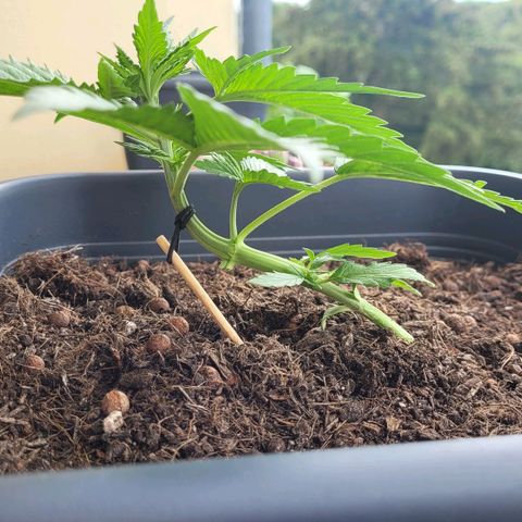 Royal Critical  growlog photo: Keine Ahnung ob das LST gut ist.
Gefühlt entwickelt sich die Pflanze seit 2 Tagen nur sehr langsam 
