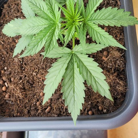 Royal Critical  growlog photo: Keine Ahnung ob das LST gut ist.
Gefühlt entwickelt sich die Pflanze seit 2 Tagen nur sehr langsam 
