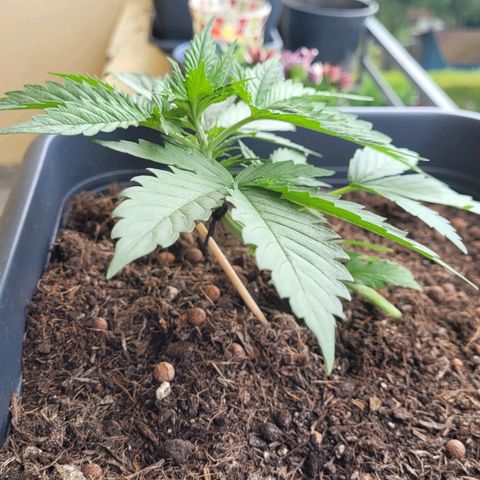 Royal Critical  growlog photo: Keine Ahnung ob das LST gut ist.
Gefühlt entwickelt sich die Pflanze seit 2 Tagen nur sehr langsam 