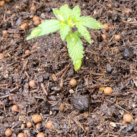 Amnesia Haze Auto 🚗  growlog timeline photo