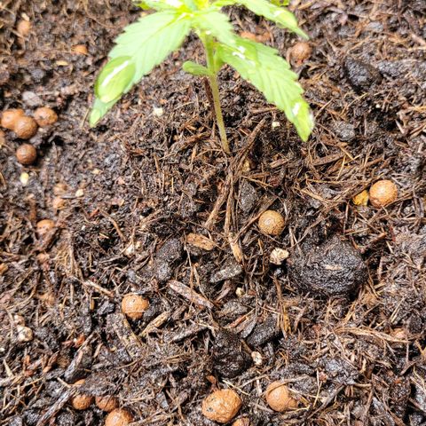 Amnesia Haze Auto 🚗  growlog timeline photo