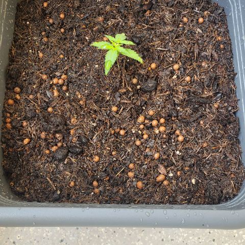 Amnesia Haze Auto 🚗  growlog timeline photo