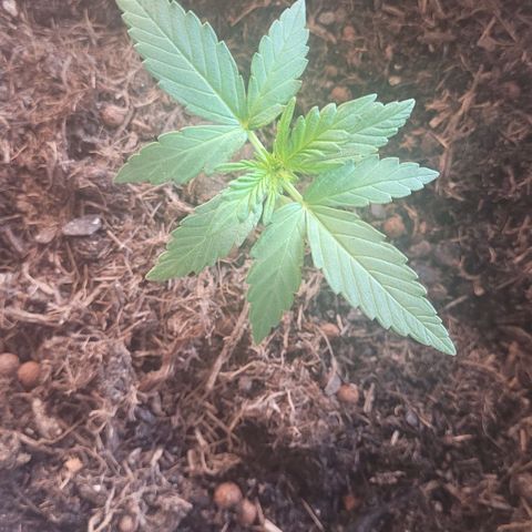 Amnesia Haze Auto 🚗  growlog timeline photo