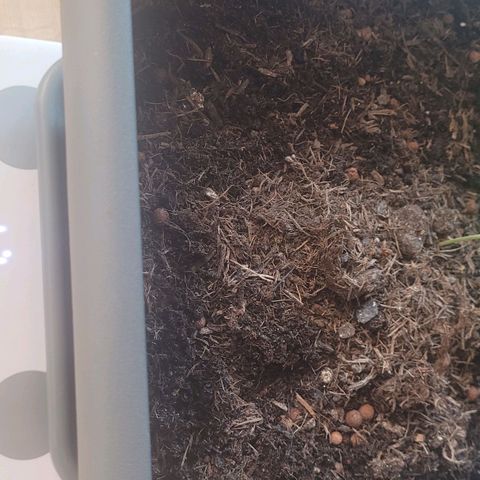 Amnesia Haze Auto 🚗  growlog timeline photo
