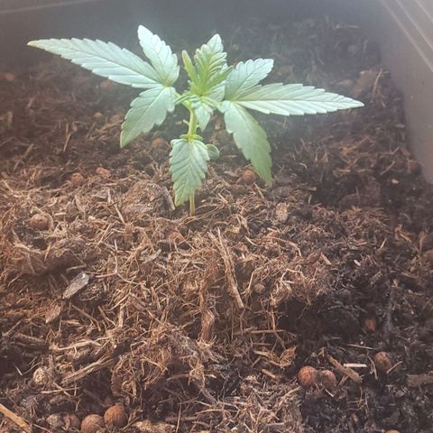 Amnesia Haze Auto 🚗  growlog timeline photo