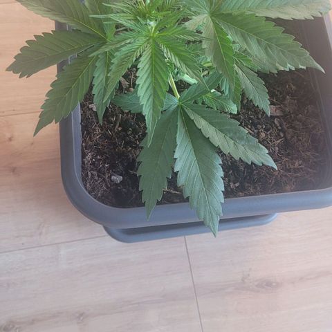 Royal Critical  growlog timeline photo