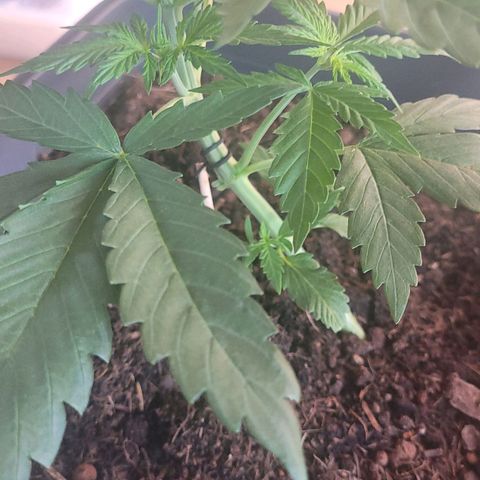 Royal Critical  growlog timeline photo