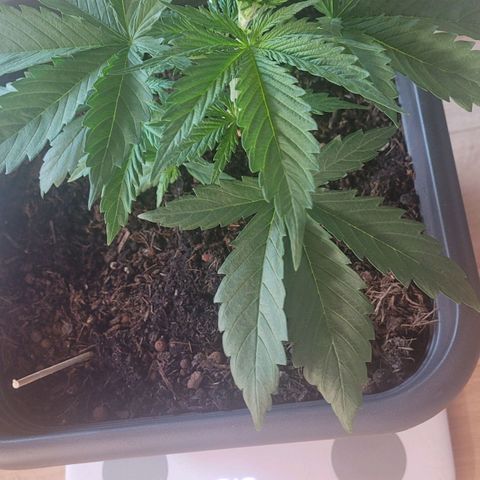 Royal Critical  growlog timeline photo