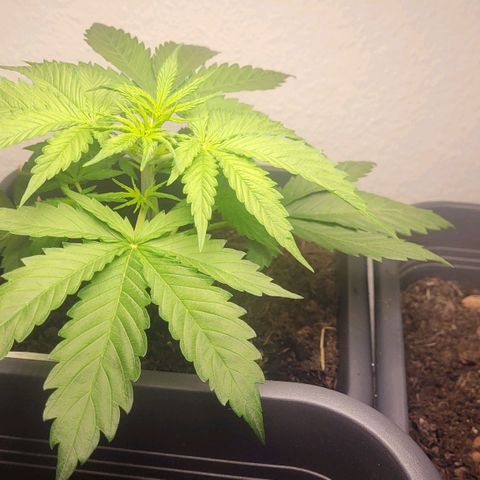 Royal Critical  growlog timeline photo