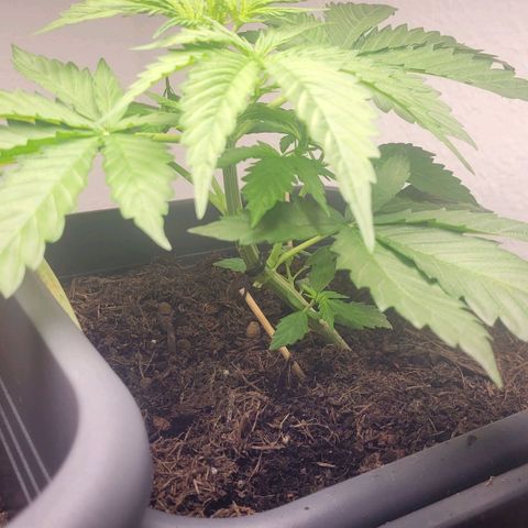 Royal Critical  growlog timeline photo