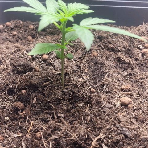 Amnesia Haze Auto 🚗  growlog timeline photo