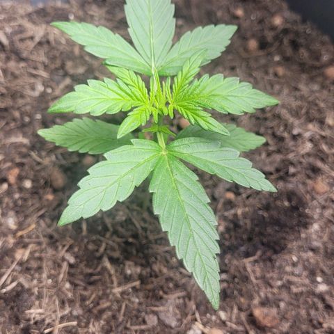 Amnesia Haze Auto 🚗  growlog timeline photo
