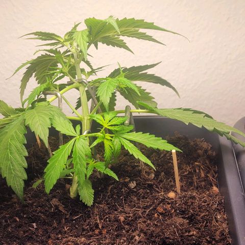 Royal Critical  growlog timeline photo