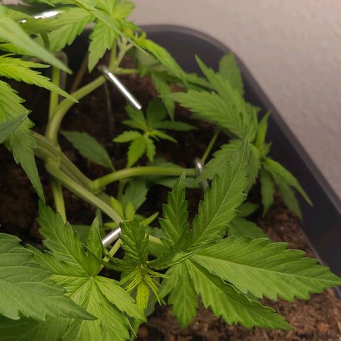 Royal Critical  growlog timeline photo