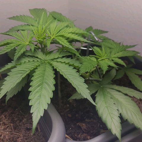 Royal Critical  growlog timeline photo