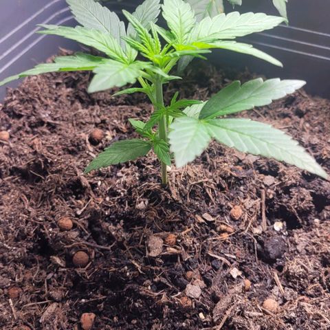 Amnesia Haze Auto 🚗  growlog timeline photo