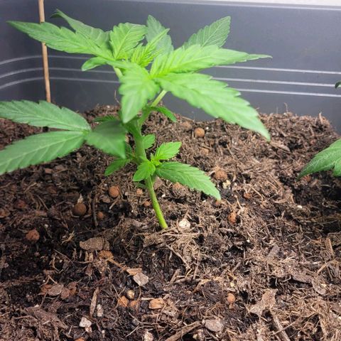 Amnesia Haze Auto 🚗  growlog timeline photo
