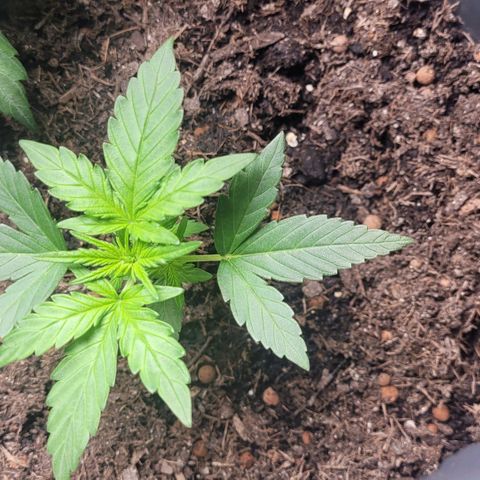Amnesia Haze Auto 🚗  growlog timeline photo