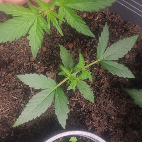 Amnesia Haze Auto 🚗  growlog photo: Topping 