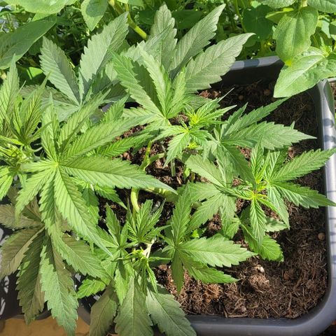 Royal Critical  growlog timeline photo