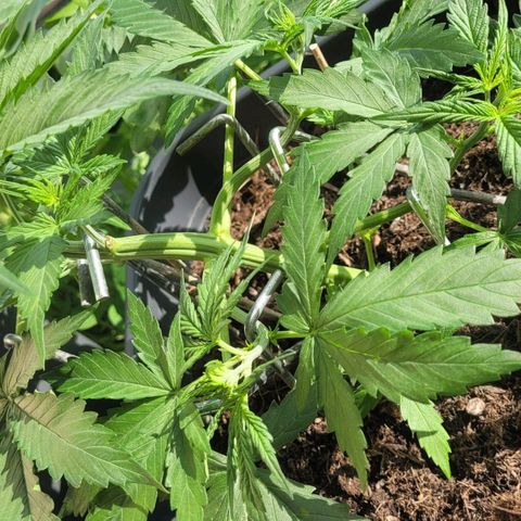 Royal Critical  growlog timeline photo