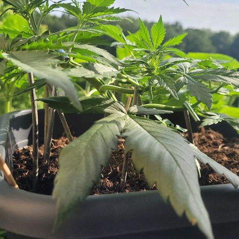 Royal Critical  growlog timeline photo