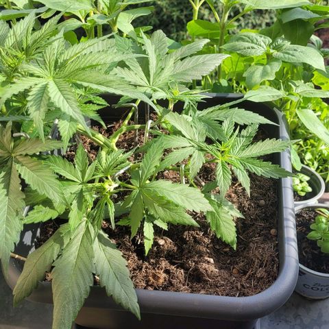 Royal Critical  growlog timeline photo