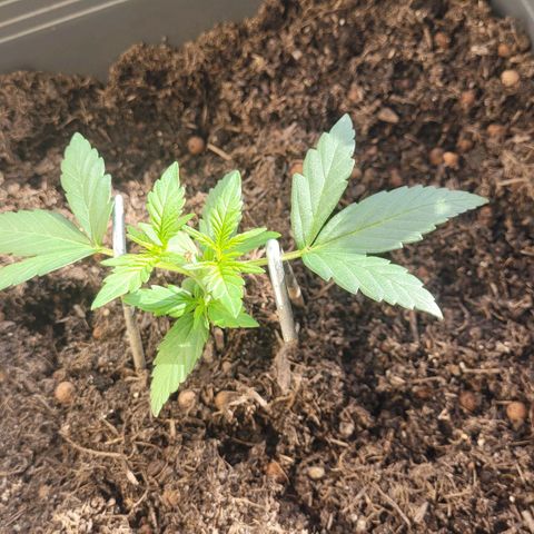 Amnesia Haze Auto 🚗  growlog timeline photo