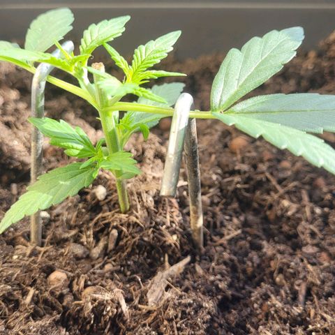 Amnesia Haze Auto 🚗  growlog timeline photo