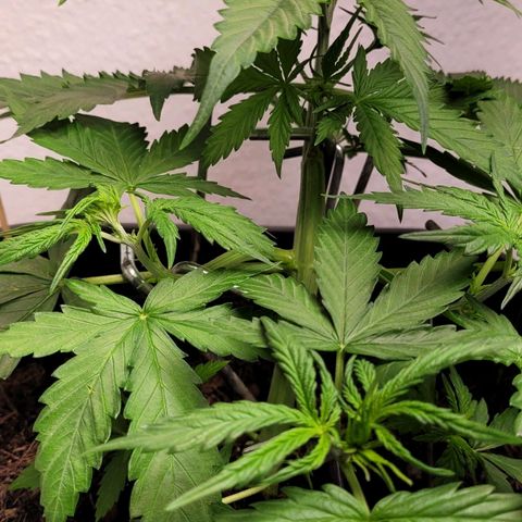 Royal Critical  growlog timeline photo