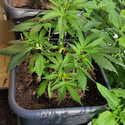 Royal Critical  growlog timeline photo