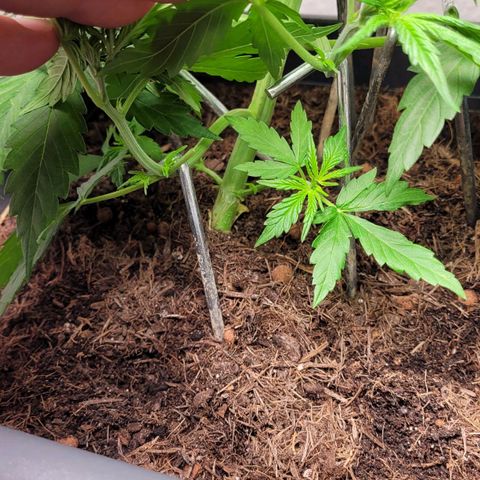 Royal Critical  growlog timeline photo