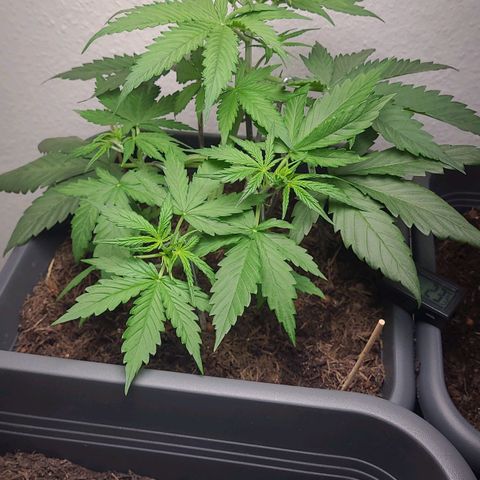 Royal Critical  growlog timeline photo