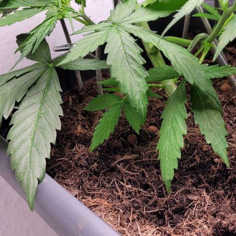 Royal Critical  growlog timeline photo